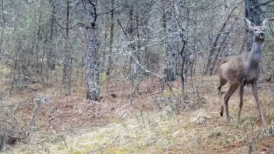 Karabük’te karacalar hem fotoğraf makinesi hem de cep telefonu kameralarıyla