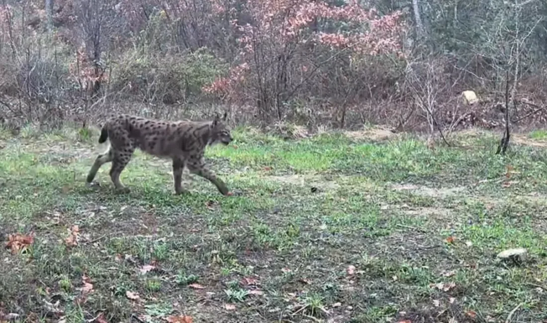 Karabük’ün Ovacık ilçesinde vaşak, domuzlar ve tavşan fotokapanla görüntülendi. Doğasever