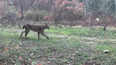 Karabük’ün Ovacık ilçesinde vaşak, domuzlar ve tavşan fotokapanla görüntülendi. Doğasever