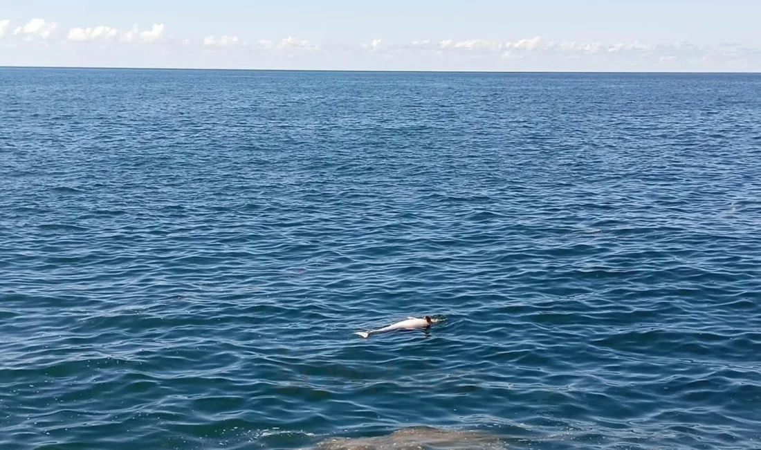 Zonguldak’ın Karadeniz Ereğli ilçesinde sahilde ölü halde bir yunus bulundu.