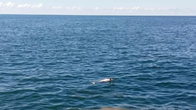 Zonguldak’ın Karadeniz Ereğli ilçesinde sahilde ölü halde bir yunus bulundu.