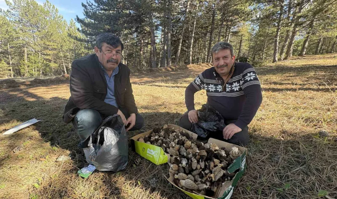 Kastamonu’da ilkbahar yağışlarının ardından ormanlarda yaşanan kuzugöbeği bolluğu vatandaşların yüzünü