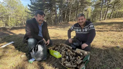 Kastamonu’da ilkbahar yağışlarının ardından ormanlarda yaşanan kuzugöbeği bolluğu vatandaşların yüzünü