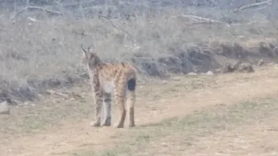 Kastamonu’da, nesli tükenme tehlikesi altındaki vaşak ormanlık alanda dolaşırken görüntülendi.