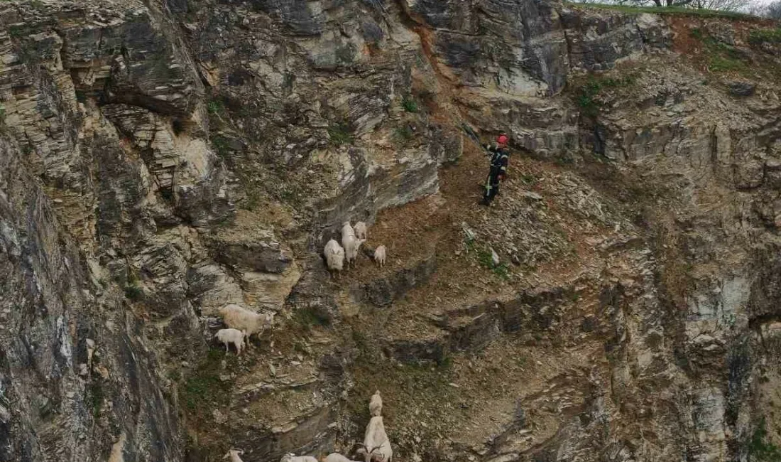 Kocaeli’nin İzmit ilçesinde yabani hayvandan ürkerek sarp kayalıklara tırmanan ve