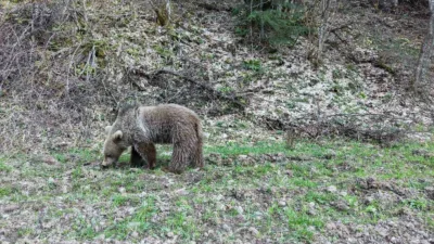 Kastamonu’da baharın gelmesiyle birlikte kış uykusundan uyanan ayılar, ormanlık alanda