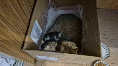 Düzce’de Güzel Sanatlar Lisesinin maskotu haline gelen “Neva” isimli kedi,