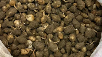 Kocaeli’de Doğa Koruma ve Milli Parklar ekipleri, doğadan izinsiz toplanan