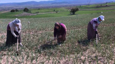 Kastamonu’nun Taşköprü ilçesinde yetişen ve içerdiği aromasıyla dünyada ün kazanan