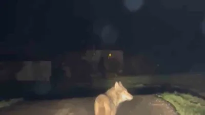 Karabük’ün Eflani ilçesinde yerleşim yerine yaklaşan bir kurt, cep telefonu