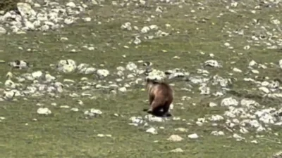 Bolu’nun Gerede ilçesinde arka ayağı kırık olduğu değerlendirilen bozayının ormanlık