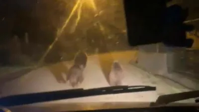 Zonguldak’ın Devrek ilçesine bağlı Akçabey köyüne inen ayılar kameralara yansıdı.