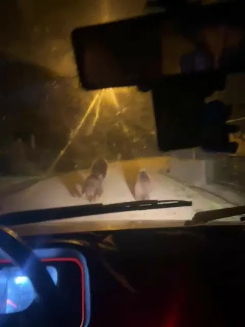 Zonguldak’ın Devrek ilçesine bağlı Akçabey köyüne inen ayılar kameralara yansıdı.