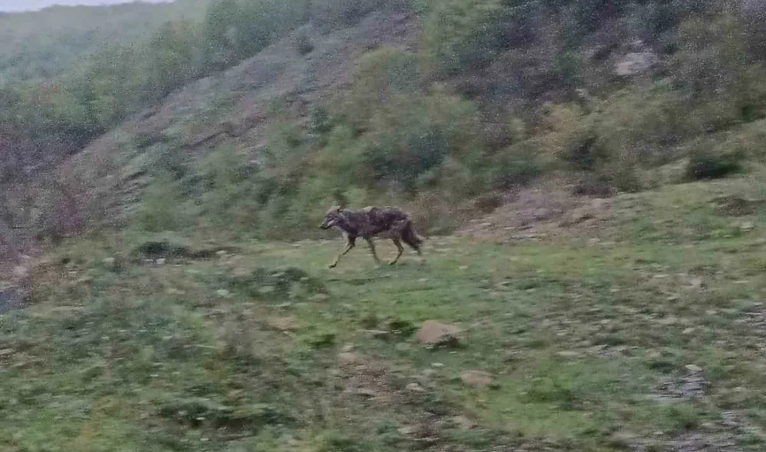 Karabük’ün Yenice ilçesinde aç kalan bir çakal, yerleşim yerine yakın
