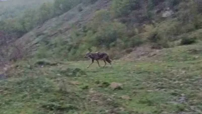 Karabük’ün Yenice ilçesinde aç kalan bir çakal, yerleşim yerine yakın
