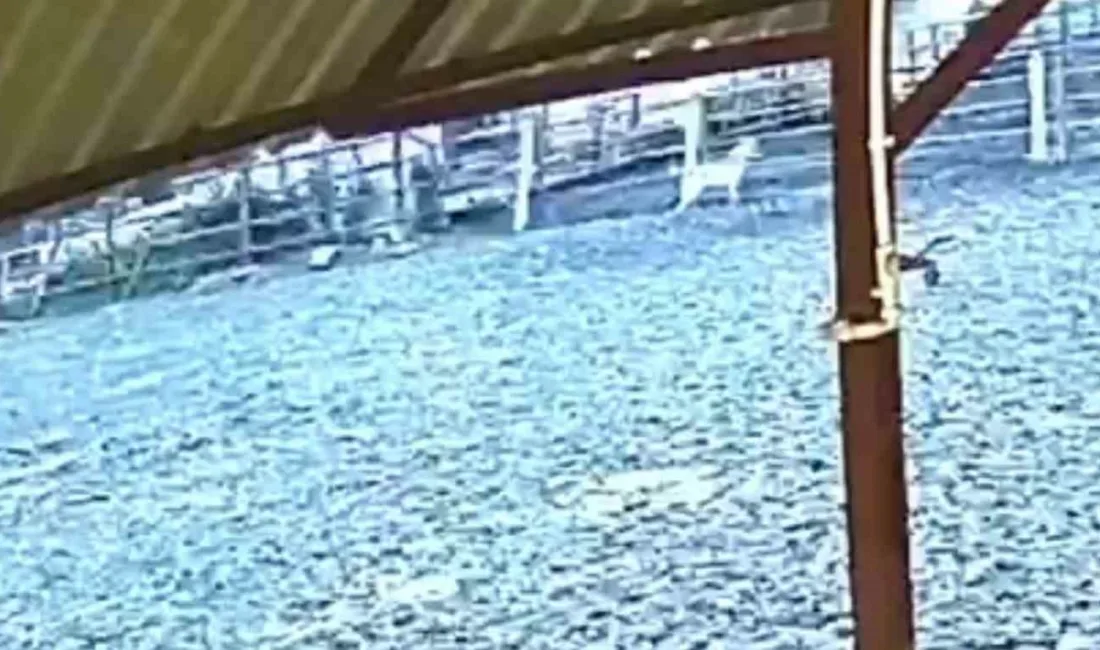 Sakarya’nın Kocaali ilçesinde sabahın erken saatlerinde çitleri aşarak ağıla giren