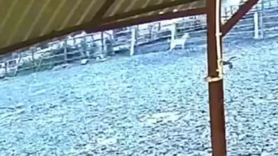 Sakarya’nın Kocaali ilçesinde sabahın erken saatlerinde çitleri aşarak ağıla giren