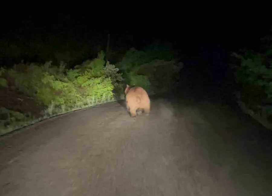 Karabük’ün Safranbolu ilçesinde kara yolunda koşan ayı ile yiyecek arayan