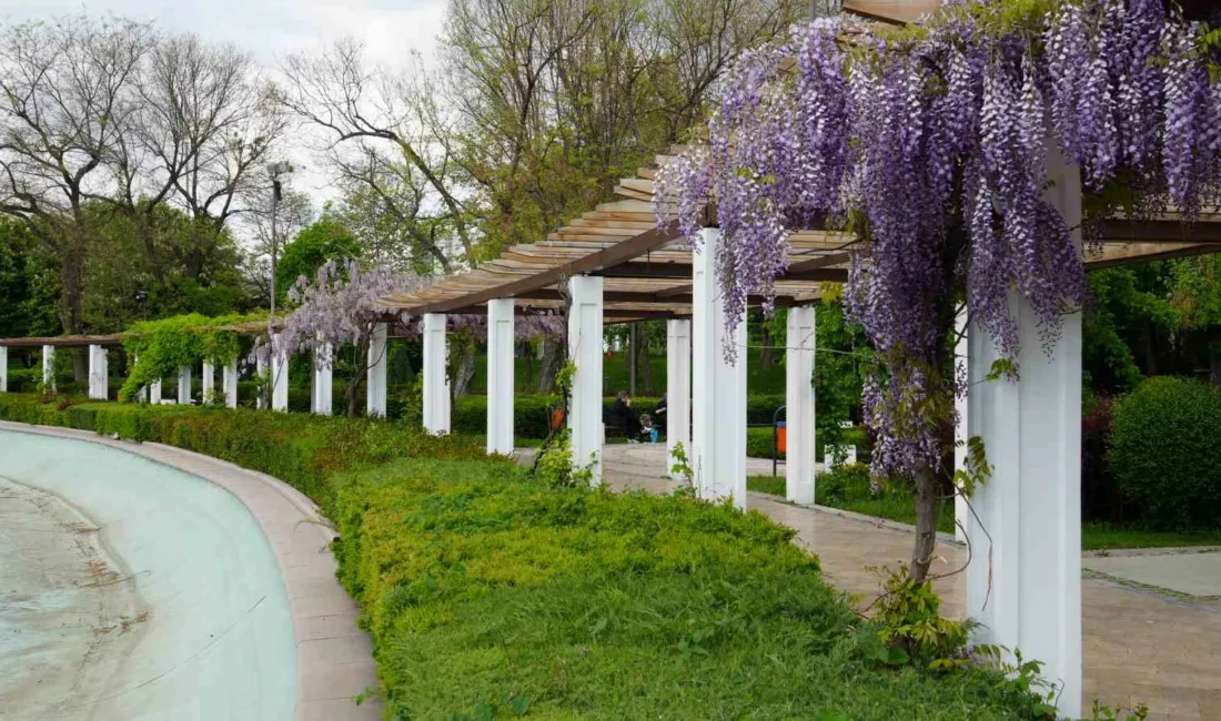 Ankara’nın simgelerinden Gençlik Parkı’nda baharın gelmesiyle sümbüller açtı. Parka başkentlilerden