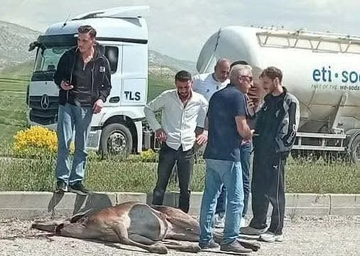 Ankara’nın Beypazarı ilçesinde, otomobilin çarptığı geyik ağır yaralandı. Kaza, Beypazarı