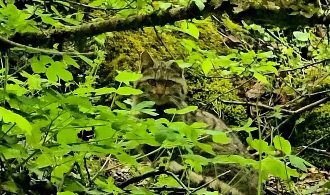 Bolu’da ormanlık alanda gezinen bir yaban kedisi, Doğa Koruma ve