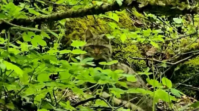 Bolu’da ormanlık alanda gezinen bir yaban kedisi, Doğa Koruma ve