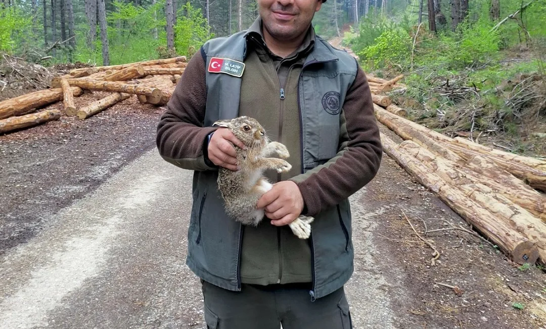Bolu’nun Mengen ilçesinde ormanlık alanda tomrukların arasına sıkışan yavru tavşan,