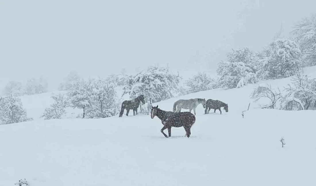 Bolu’nun Mudurnu ilçesinde mayıs ayında etkili olan kar yağışının ardından