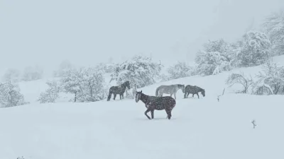 Bolu’nun Mudurnu ilçesinde mayıs ayında etkili olan kar yağışının ardından