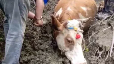 Karabük’ün Yenice ilçesine bağlı Değirmenyanı köyünde çamura saplanan büyükbaş hayvan,