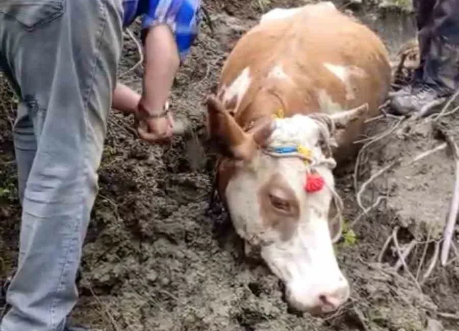 Karabük’ün Yenice ilçesine bağlı Değirmenyanı köyünde çamura saplanan büyükbaş hayvan,