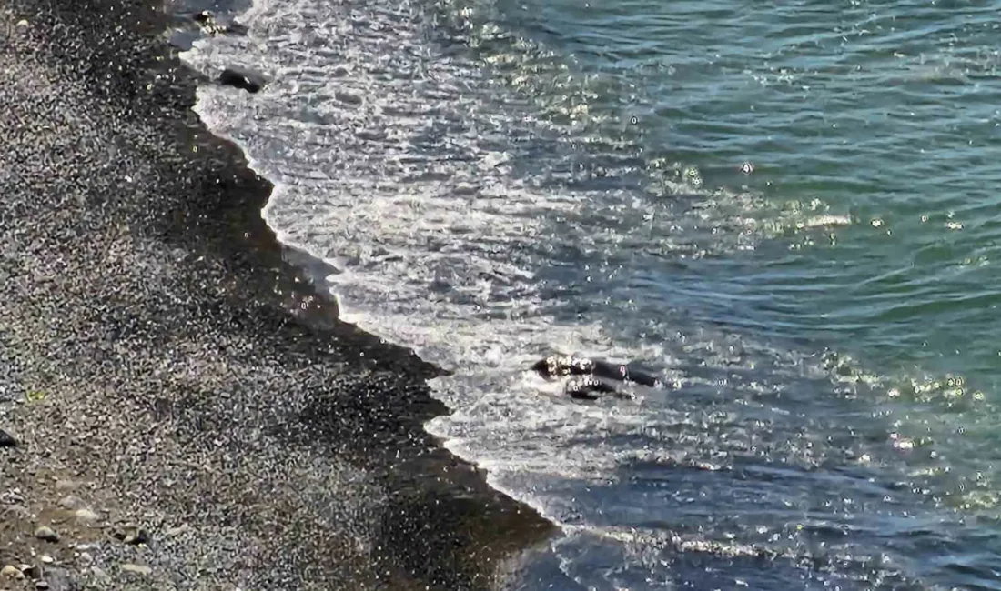 Zonguldak’ın Kozlu ilçesine bağlı Fatih Mahallesi’nde deniz kıyısında ceset olduğu