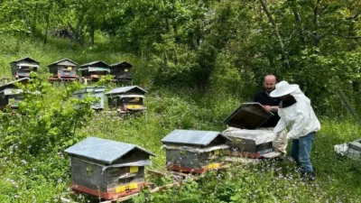 DÜZCE(İHA) – Düzce’nin Yığılca ilçesinde 58 bin adet arılı kovanda
