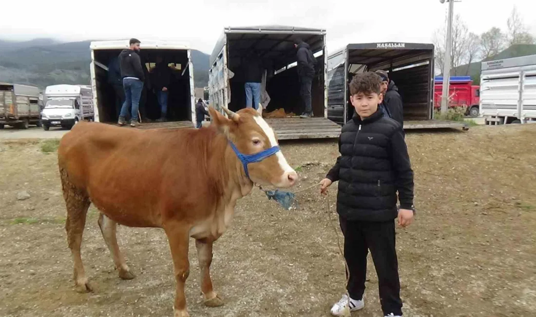 Bolu’nun Mudurnu ilçesinde kurulan hayvan pazarında celepçilik yapan 13 yaşındaki
