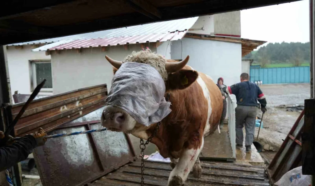 Kastamonu’da aylardır beslenen kurbanlık hayvanların, yaklaşan Kurban Bayramı nedeniyle İstanbul’un