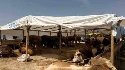 Kocaeli’de belediye ekipleri, yaklaşan Kurban Bayramı öncesinde il genelindeki 4