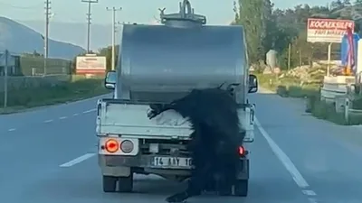 Bolu’da kurbanlık hayvanın bacaklarından bağlanarak hareket halindeki süt aracının arkasından