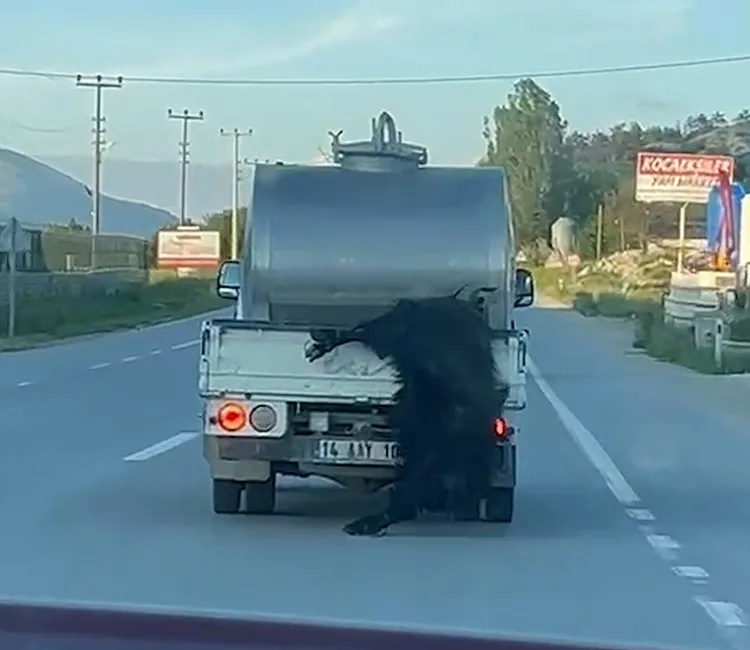 Bolu’da kurbanlık hayvanın bacaklarından bağlanarak hareket halindeki süt aracının arkasından