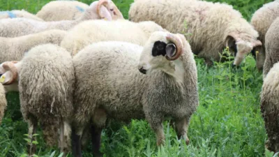 Bolu’da Kurban Bayramı’na sayılı günler kala hayvan pazarları ve besihanelerde