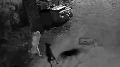 Kastamonunun Bozkurt ilçesinde köye giren kurtlar, boğdukları köpeği ormana götürdü.