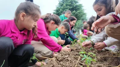 Düzce İl Tarım ve Orman Müdürlüğü koordinasyonunda, Düzce Belediyesi Tarım
