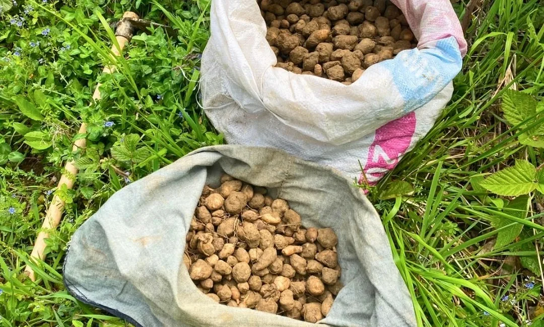 Kocaeli’de nesli tehlike altında bulunan salep orkidelerinin izinsiz toplanması üzerine