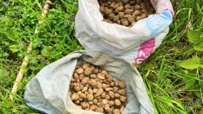Kocaeli’de nesli tehlike altında bulunan salep orkidelerinin izinsiz toplanması üzerine