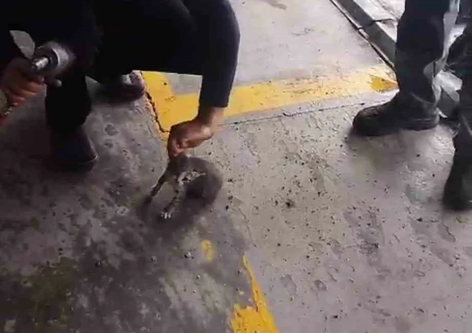 Karabük’ün Safranbolu ilçesinde bir otomobilin motor kısmına giren yavru kedi,