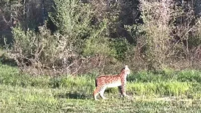 Karabük’ün Ovacık ilçesinde doğasever Ramazan Işık’ın ormanlık alana yerleştirdiği fotokapan,