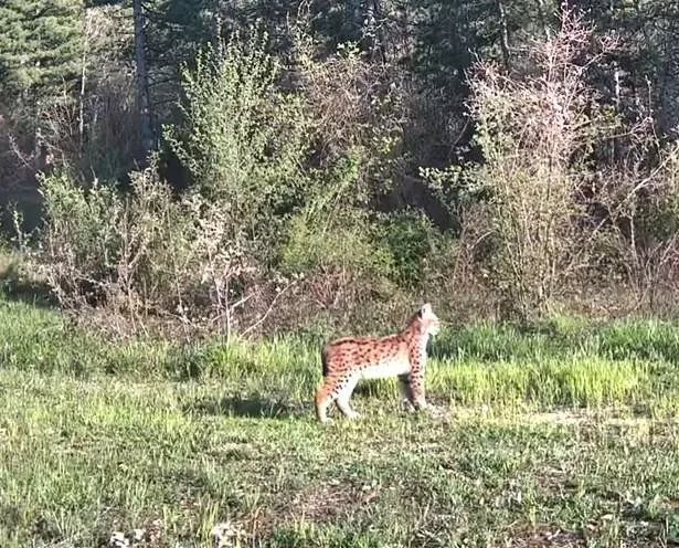 Karabük’ün Ovacık ilçesinde doğasever Ramazan Işık’ın ormanlık alana yerleştirdiği fotokapan,