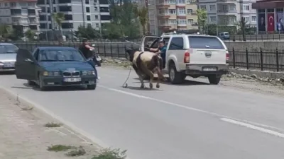 Kastamonu’nun İnebolu ilçesinde kurban pazarından kaçan dana, saatler süren kovalamacanın