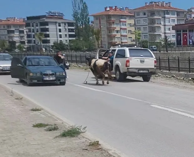 Kastamonu’nun İnebolu ilçesinde kurban pazarından kaçan dana, saatler süren kovalamacanın