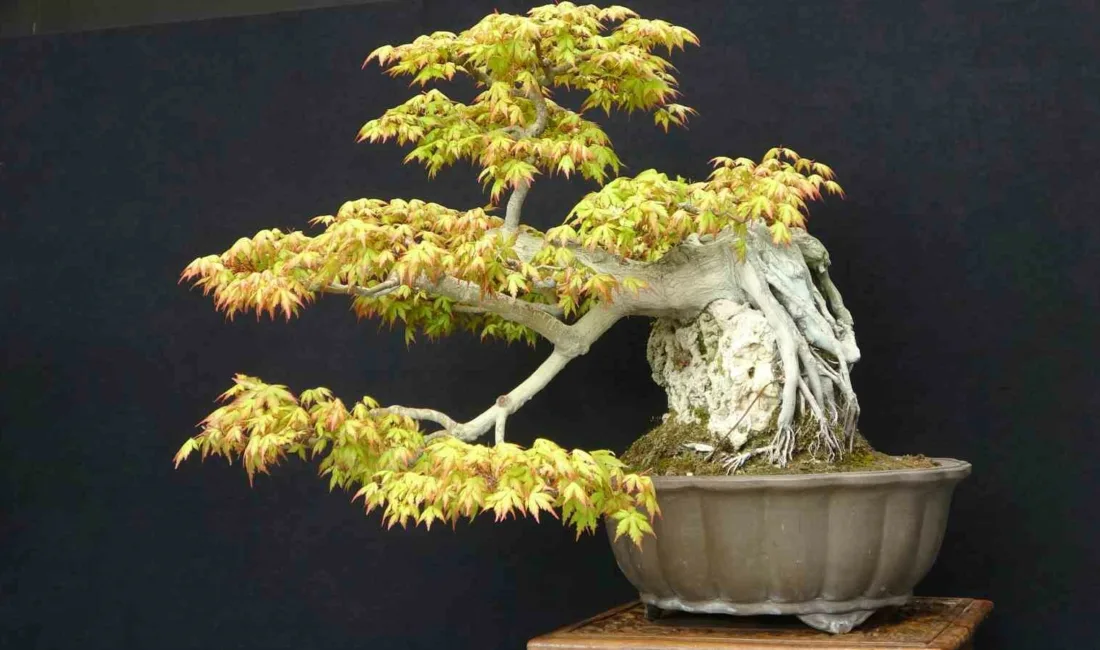 Ömürlerini bonsai sanatına adayan sanatçılar, ağaç ve odunsu bitkileri yıllar
