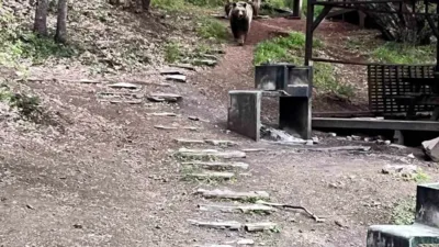 Ankara’nın Kızılcahamam ilçesinde bulunan Soğuksu Milli Parkı’nda ayı ailesi görüntülendi.